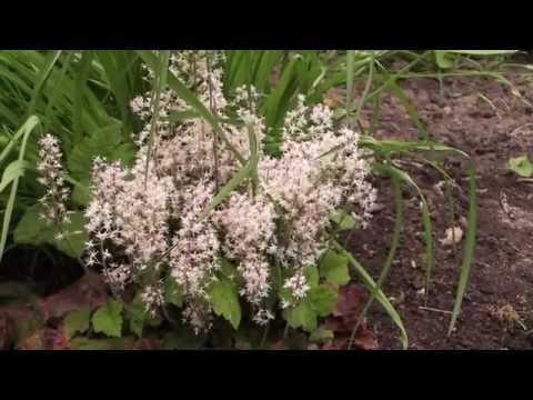 Video: Tiarella In Herzform