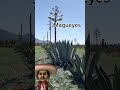 Magueyes Para Aguamiel Y Pulque Plants Plantas Maguey Shorts Campo Rancho