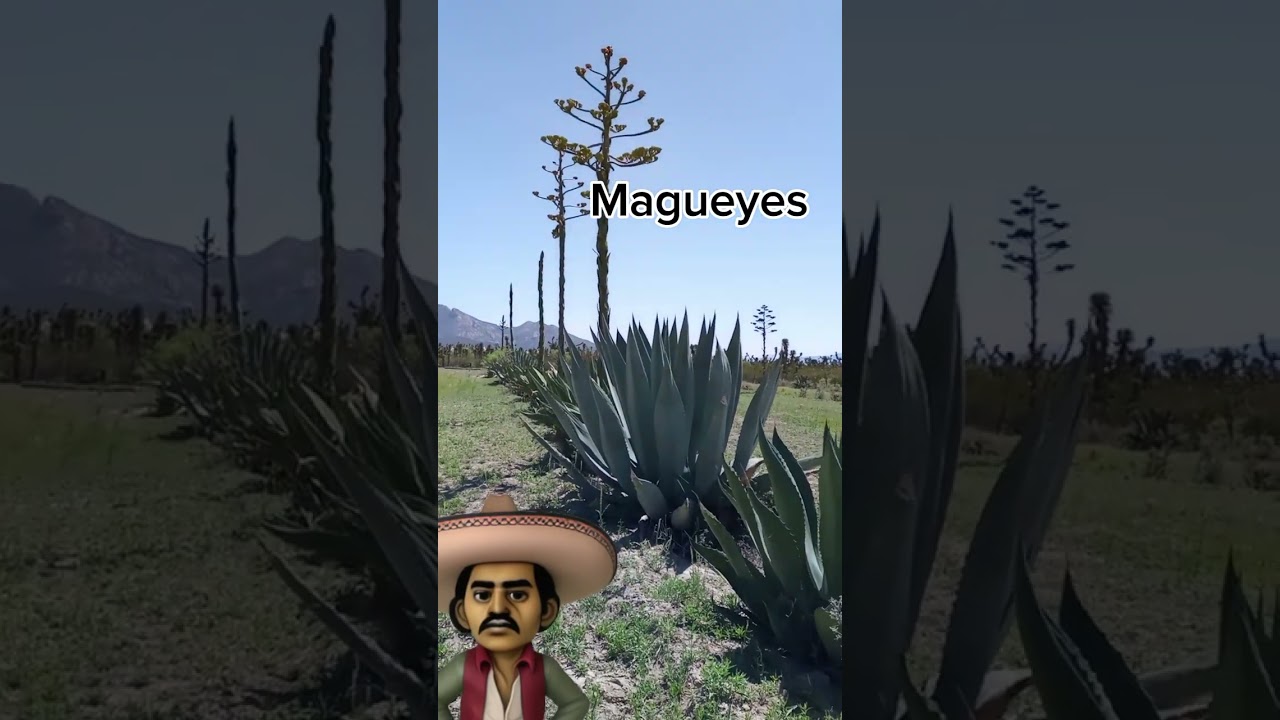 Magueyes para Aguamiel y Pulque #plants #plantas  #maguey #shorts #campo #rancho