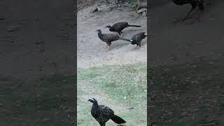 jacú shorts maciçodebaturité aratuba aves birdwatching ameaçado caatinga melhoresdestinos