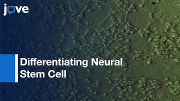 Neuroblast Assay: Generation & Enrichment-Neuronal Progenitor Cells From Progeny l Protocol Preview
