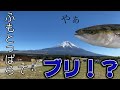 【ふもとっぱら】キャンプでブリを丸ごと1匹食べてみた!?