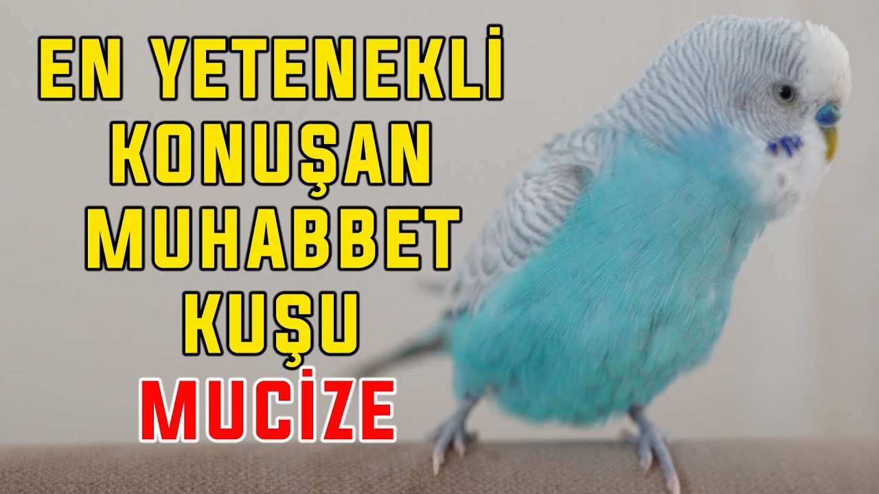 ⁣EN YETENEKLİ KONUŞAN MUHABBET KUŞU