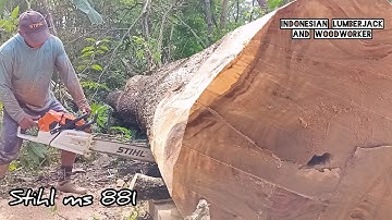 The strongest chainsaw !! Stihl ms 881 Cut down a large tamarind tree.