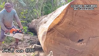 The strongest chainsaw !! Stihl ms 881 Cut down a large tamarind tree.