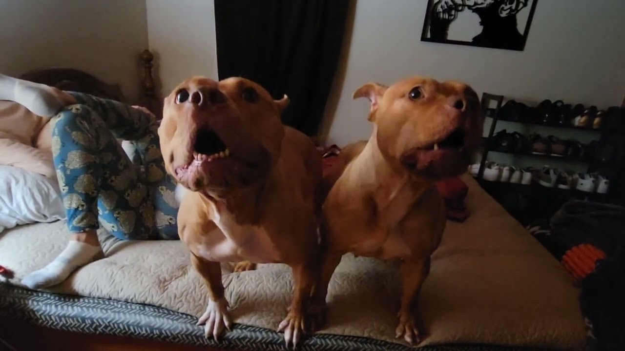 Brandy the Pitbull Click click 