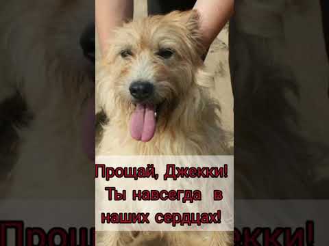 Прощай, Джекки! Ты навсегда в наших сердцах!