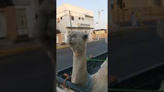 #shorts baby Camels for meat, گوشت کے لئے چھوٹے اونٹ (2)