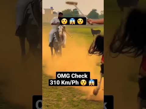 Check Horse Running speed#viral #shorts