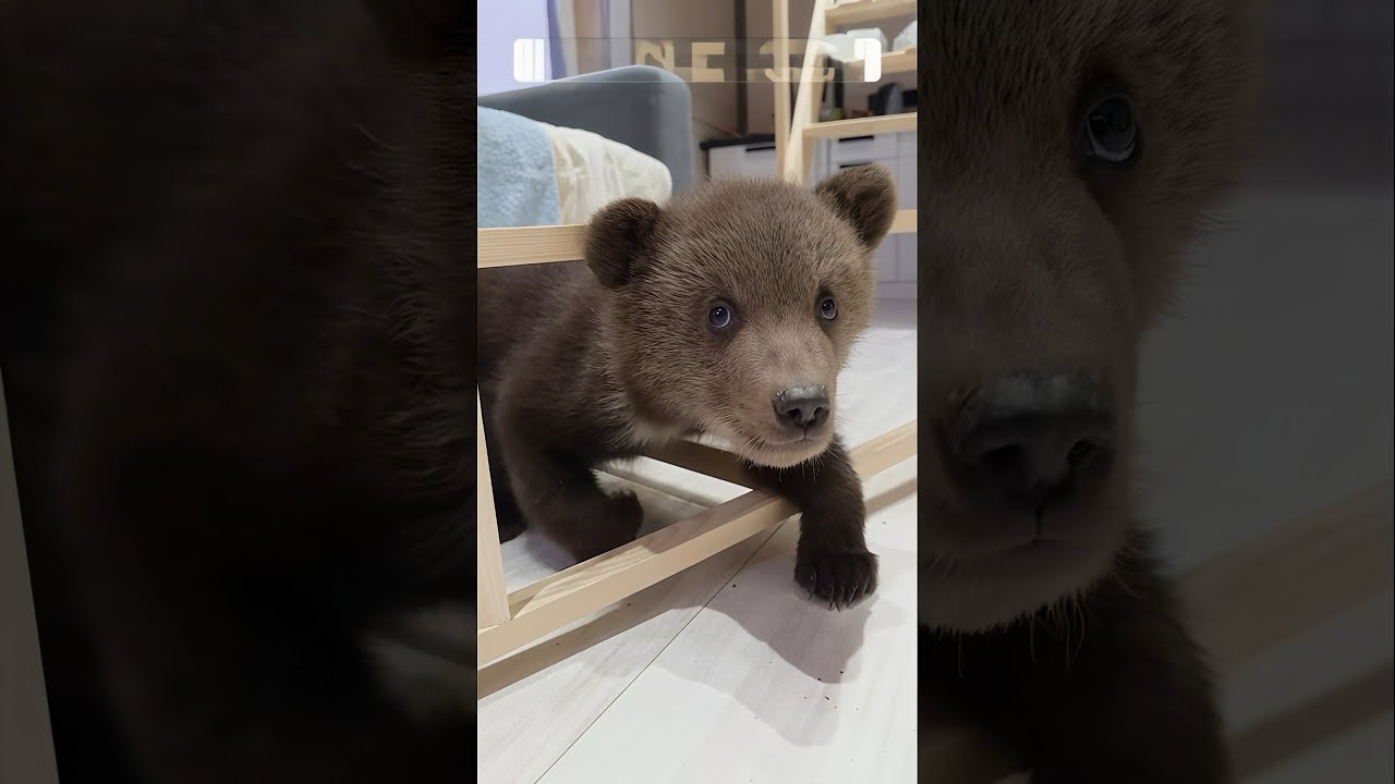 🐻 Mother Bear Protecting Her Cub - YouTube