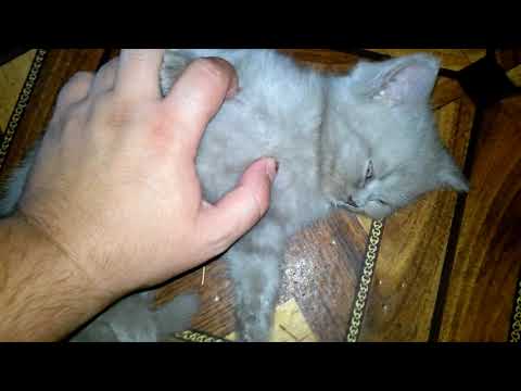 our-3-weeks-old-kitten-sleeping-and-purring-at-the-same-time.