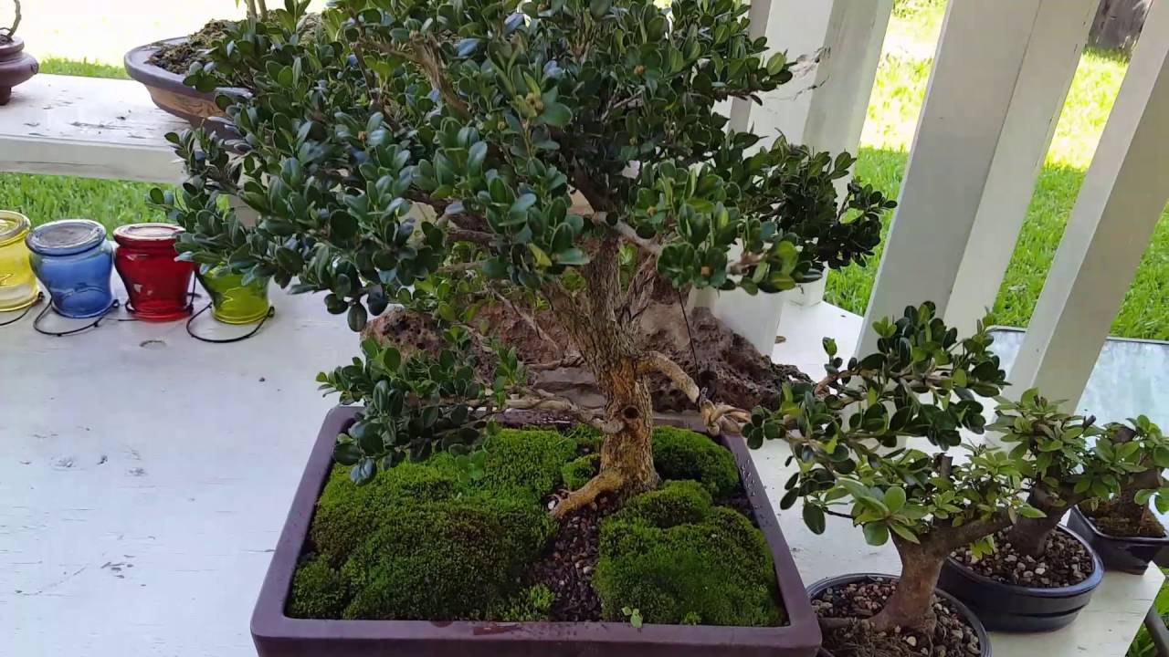 My boxwood bonsai YouTube