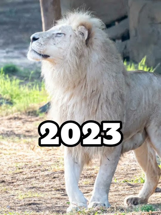 2023 White Lion and 5000 bce White Lion #whitelion#viral#shorts.