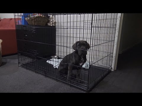 best dog crate for cane corso