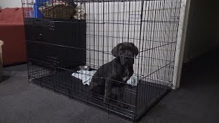 cane corso cage