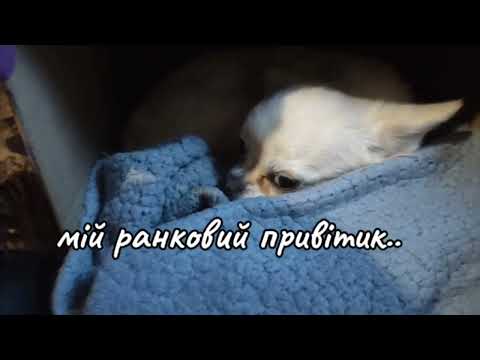 Добрий ранок прекрасний світанок кvideo 2025 05 16 15 39 20