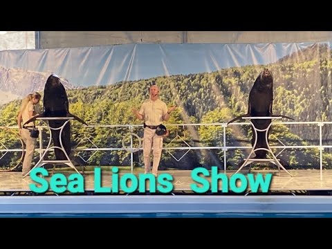 Amazing Sea lion's show@Team Jewel's Five❤️🦋❤️🦋