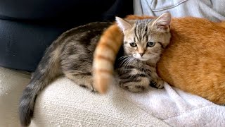 メル「兄ちゃん！しっぽでペシペシしないでよぅ」（困）