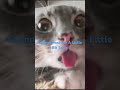 #music #helpmemakethismakesense #dontmakesense #cat