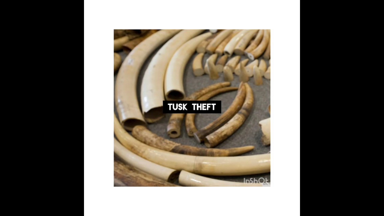 #Ivory|Theft |3 🐘🐘🐘 dead|in Vellore District|Ivories recovered ...