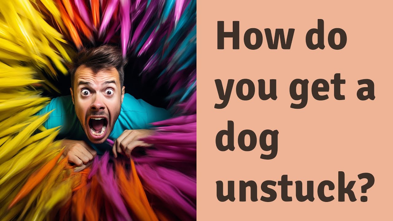 How do you get a dog unstuck? YouTube