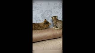 cat behaviora by Life and nature as it is 78 views 3 months ago 1 minute, 1 second