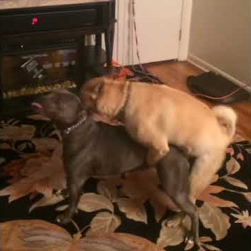 Dogs make porn
