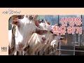 나는농부다 248회 산양유 착유하기 나는농부다 248회 산양유 착유하기