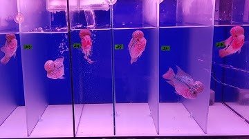 Sỉ, Lẻ Các loại Cá La hán - Kỹ thuật chăm sóc Cá La Hán lên đầu to châu sáng  - [Diamond Da]