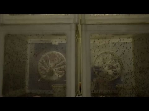 Video: Un Ruolo Emergente Per L'interleuchina-10 Delle Citochine Antinfiammatorie Nell'infezione Da Virus Della Dengue