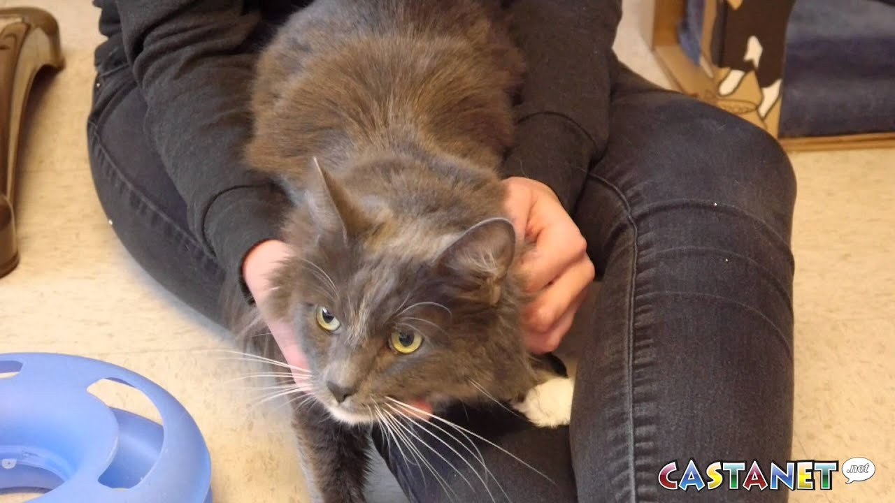 Pets of the Week YouTube