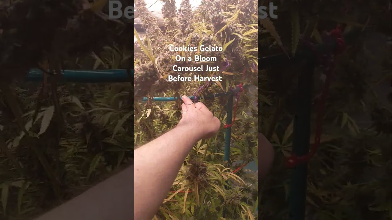 We pulled 114 oz wet - about 25oz dry from this cookies gelato Autoflower 