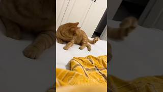 Celebrity Cat Picks the Wrong Fight 😳💥 Wealth