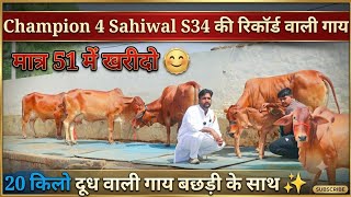 🏆Champion 4 Sahiwal 👍 S34 की बेटी खरीदो मात्र 51000₹ मे 20 किलो तक दूध वाली ✨ बछड़ी वाली 😃