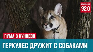 Житель Кунцево выгуливает на улице пуму - Встань москвичом/Москва FM