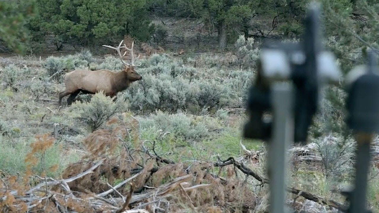 Bowhunting New Mexico Elk Willi and Chris are back at a favorite spot