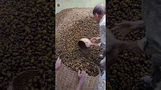 How Snail farming And Harvesting Works 🐌