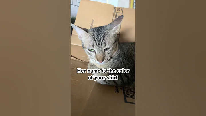 What's her new name #cats #cat #catlover #catvideos #catshorts #cutecat #youtubeshorts #funnycats