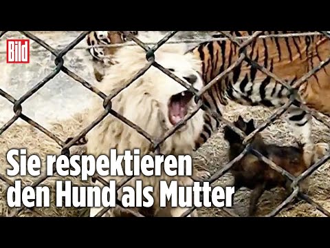 Kann Jeder Hund Einen Löwen Töten?