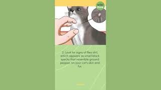 How To Check Cat for Fleas