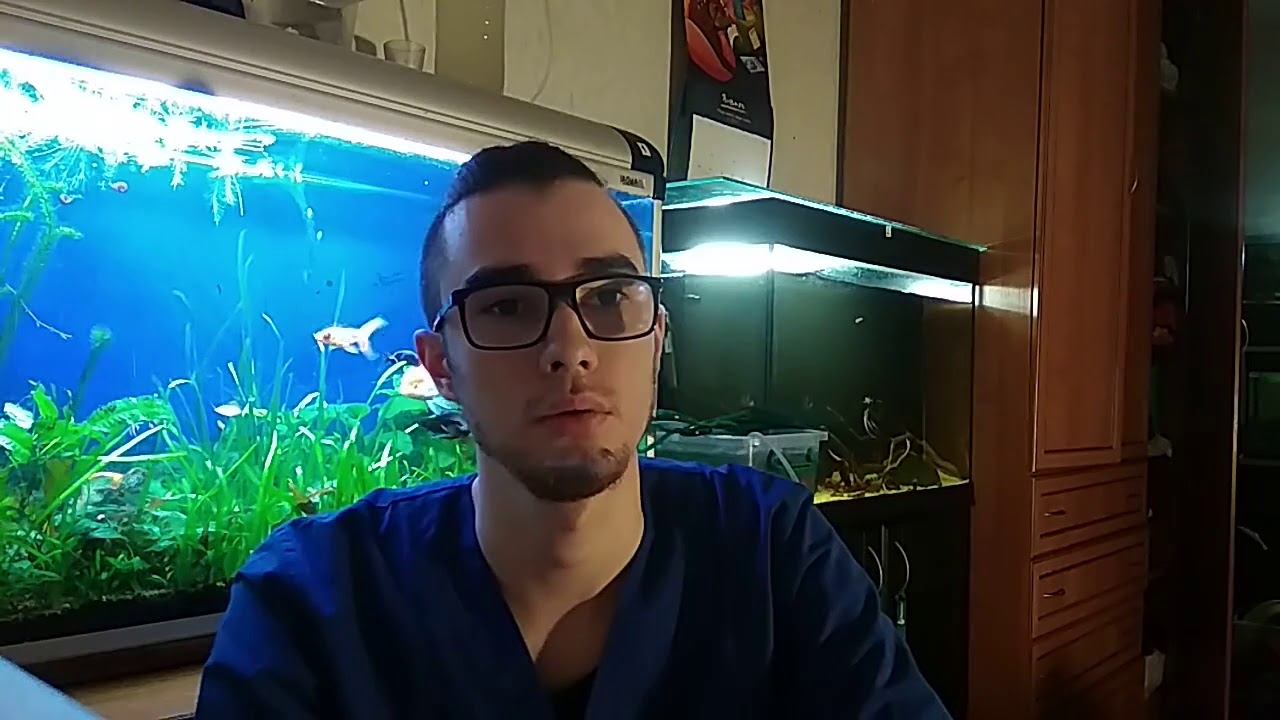 Совместимость золотых рыбок