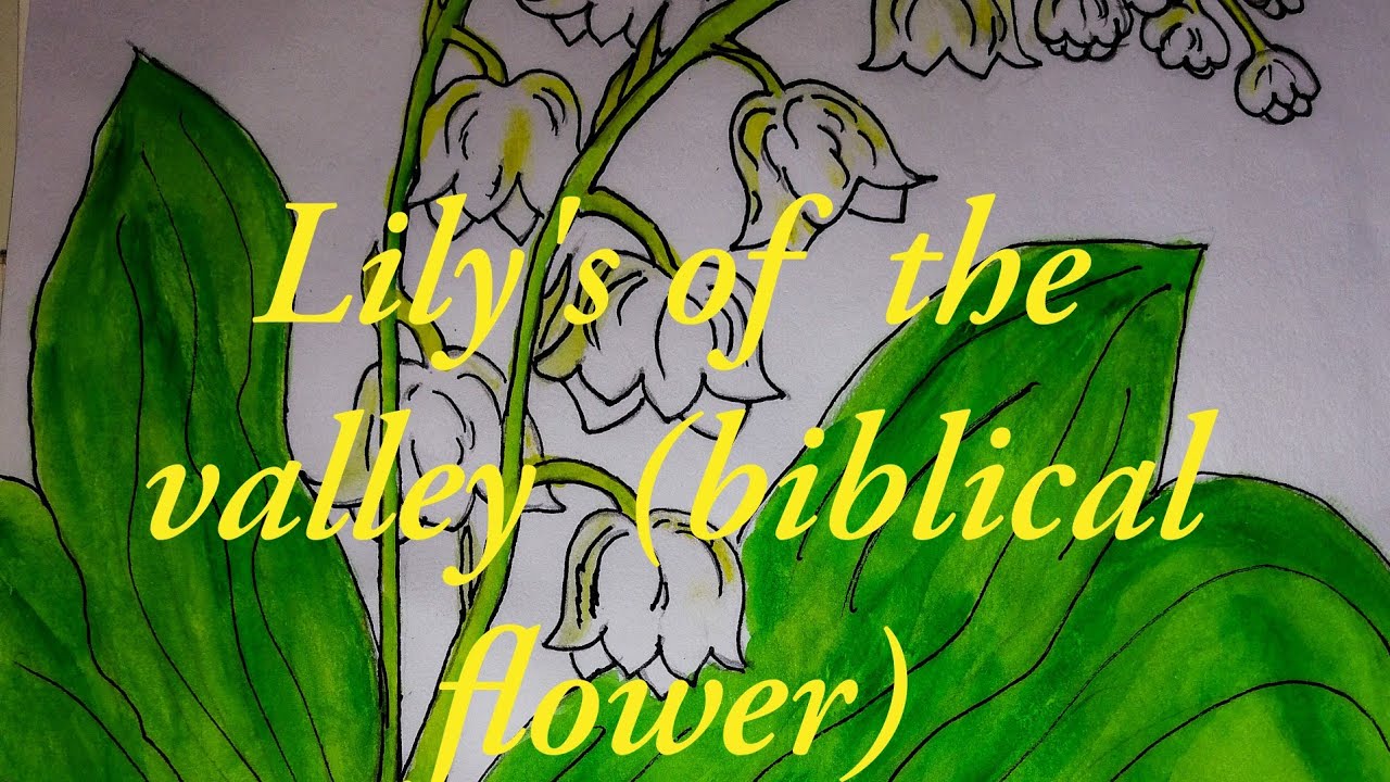 Lily s Of The Valley biblical Flower YouTube Lily s Of The Valley biblical Flower YouTube