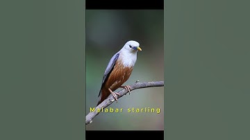 Thumbnail of Rare Bird Songs💚🎶 | The Most Beautiful Calls on Earth 🐦🌍 #birds #travel #nature #shorts #4k