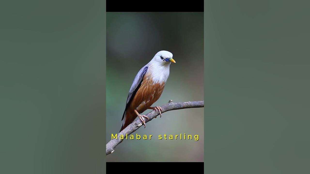 Rare Bird Songs💚🎶 | The Most Beautiful Calls on Earth 🐦🌍 #birds #travel #nature #shorts #4k