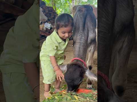 Kashyap raj gujrati || go mata || child vedio || #shorts