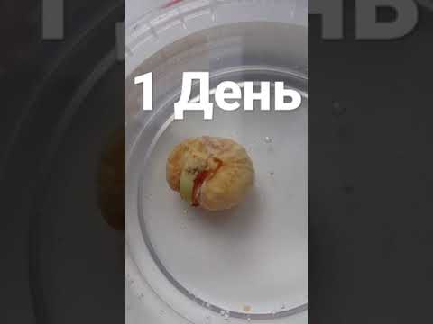 Выращиваю каштан
