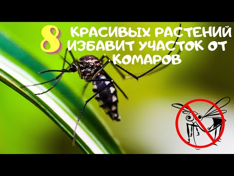 Видео: Обрезка герани от комаров – когда следует прищипывать растение цитронеллы