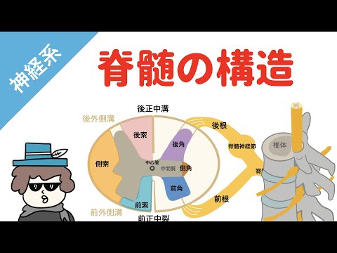 【神経系】脊髄の構造（覚え方のコツ）