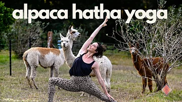 Alpaca Hatha Yoga | Cole Chance Yoga