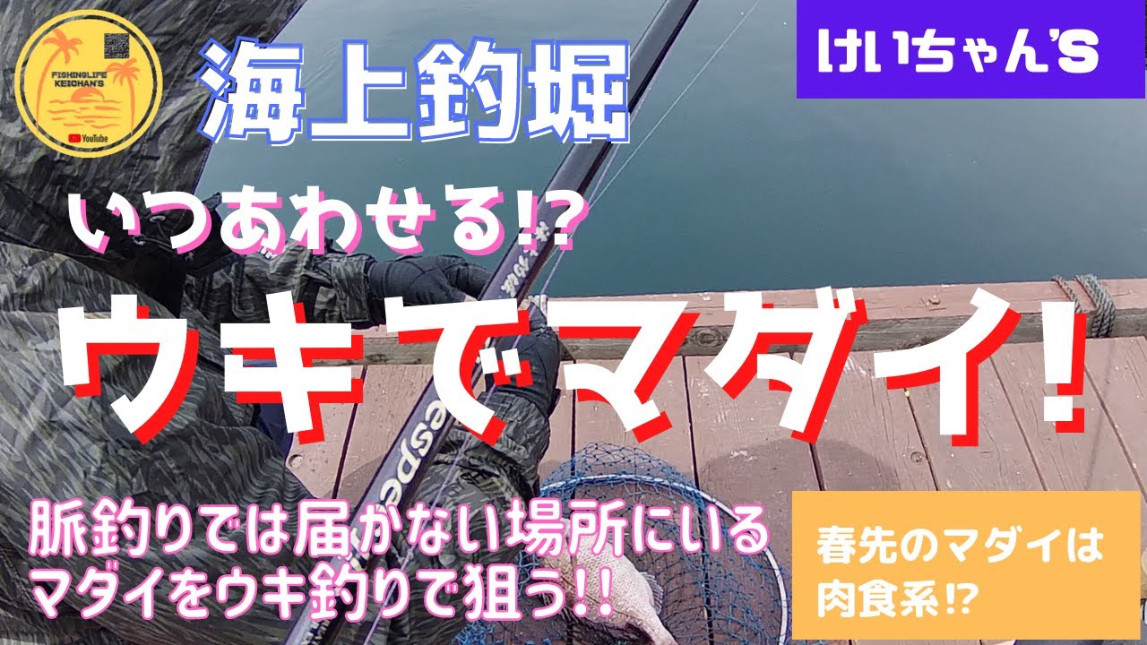 海上釣堀 ウキでマダイ アタリ餌はキビナゴ 冷凍イワシ切身 Youtube 海上釣堀 ウキでマダイ アタリ餌はキビナゴ 冷凍イワシ切身 Youtube